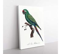 Big Box Art Military Macaw Parrot by F. Levaillant Canvas Wall Art Print Ready to Hang Picture, 76 x 50 cm (30 x 20 Inch), White, Green, Black, Brown, Beige