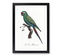 Big Box Art Military Macaw Parrot by F. Levaillant Framed Wall Art Picture Print Ready to Hang, Black A2 (62 x 45 cm)