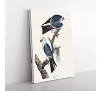 Big Box Art Mississippi Kite Birds by John James Audubon Canvas Wall Art Print Ready to Hang Picture, 76 x 50 cm (30 x 20 Inch), White, Grey, Black, Brown, Grey