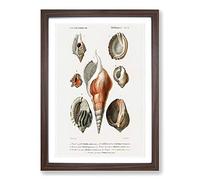 Big Box Art Mollusc Shell Illustrations PL. 22 by Charles d' Orbigny Framed Wall Art Picture Print Ready to Hang, Walnut A2 (62 x 45 cm)