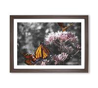 Big Box Art Monarch Butterflies Vol.2 Painting Framed Wall Art Picture Print Ready to Hang, Walnut A2 (62 x 45 cm)