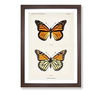 Big Box Art Monarch Butterfly by S.F. Denton Framed Wall Art Picture Print Ready to Hang, Walnut A2 (62 x 45 cm)