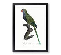 Big Box Art Monk Parakeet by F. Levaillant Framed Wall Art Picture Print Ready to Hang, Black A2 (62 x 45 cm)