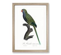 Big Box Art Monk Parakeet by F. Levaillant Framed Wall Art Picture Print Ready to Hang, Oak A2 (62 x 45 cm)