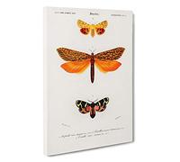 Big Box Art Moth Illustrations PL.5 by Charles d' Orbigny Canvas Wall Art Framed Picture Print, 30 x 20 Inch (76 x 50 cm), White, Brown, Cream, Orange, Blue