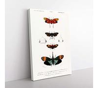 Big Box Art Moth Illustrations PL. 5 by Charles d' Orbigny Canvas Wall Art Print Ready to Hang Picture, 76 x 50 cm (30 x 20 Inch), White, Black, Grey, Cream