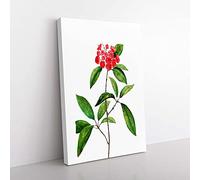 Big Box Art Mountain Laurel Tree Flowers by Pierre-Joseph Redoute Canvas Wall Art Print Ready to Hang Picture, 76 x 50 cm (30 x 20 Inch), White, Green, Red, Grey