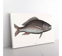 Big Box Art Mutton Fish by Mark Catesby Canvas Wall Art Print Ready to Hang Picture, 76 x 50 cm (30 x 20 Inch), White, Grey, Brown, Black