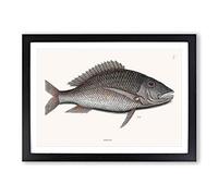 Big Box Art Mutton Fish by Mark Catesby Framed Wall Art Picture Print Ready to Hang, Black A2 (62 x 45 cm)