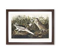 Big Box Art Night Heron by John James Audubon Framed Wall Art Picture Print Ready to Hang, Walnut A2 (62 x 45 cm)