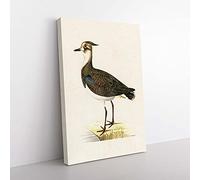 Big Box Art Northern Lapwing Bird by Von Wright Canvas Wall Art Print Ready to Hang Picture, 76 x 50 cm (30 x 20 Inch), White, Brown, Gold, Black, Green