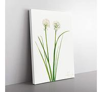 Big Box Art Northern Onion by Mary Vaux Walcott Canvas Wall Art Print Ready to Hang Picture, 76 x 50 cm (30 x 20 Inch), White, Green, Green