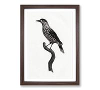 Big Box Art Nutcracker Bird by Jacques Barraband Framed Wall Art Picture Print Ready to Hang, Walnut A2 (62 x 45 cm)