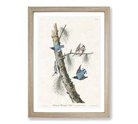 Big Box Art Nuthatch Birds by John James Audubon Framed Wall Art Picture Print Ready to Hang, Oak A2 (62 x 45 cm)