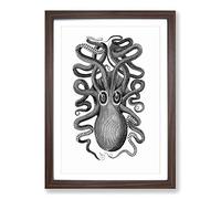 Big Box Art Octopus in Black & White by George Shaw Framed Wall Art Picture Print Ready to Hang, Walnut A2 (62 x 45 cm)