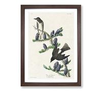 Big Box Art Olive-Sided Fly Catcher Bird by John James Audubon Framed Wall Art Picture Print Ready to Hang, Walnut A2 (62 x 45 cm)