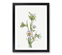 Big Box Art On The Road to Monument by Mary Vaux Walcott Framed Wall Art Picture Print Ready to Hang, Black A2 (62 x 45 cm)