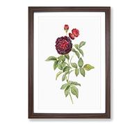 Big Box Art One Hundred-Leaved Rose by Pierre-Joseph Redoute Framed Wall Art Picture Print Ready to Hang, Walnut A2 (62 x 45 cm)
