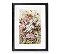 Big Box Art Orchids by Ernst Haeckel Framed Wall Art Picture Print Ready to Hang, Black A2 (62 x 45 cm)