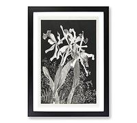 Big Box Art Orchids by Theo Van Hoytema Framed Wall Art Picture Print Ready to Hang, Black A2 (62 x 45 cm)