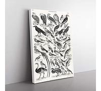 Big Box Art Ornithology The Study of Birds LXVII by Oliver Goldsmith Canvas Wall Art Print Ready to Hang Picture, 76 x 50 cm (30 x 20 Inch), White, Grey, Green, Black