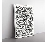 Big Box Art Ornithology The Study of Birds LXXIX by Oliver Goldsmith Canvas Wall Art Print Ready to Hang Picture, 76 x 50 cm (30 x 20 Inch), White, Grey, Green, Black