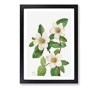 Big Box Art Pacific Dogwood by Mary Vaux Walcott Framed Wall Art Picture Print Ready to Hang, Black A2 (62 x 45 cm)