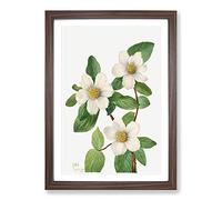 Big Box Art Pacific Dogwood by Mary Vaux Walcott Framed Wall Art Picture Print Ready to Hang, Walnut A2 (62 x 45 cm)