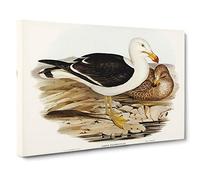 Big Box Art Pacific Gull by Elizabeth Gould Canvas Wall Art Framed Picture Print, 30 x 20 Inch (76 x 50 cm), White, Brown, Blue, Cream