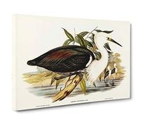 Big Box Art Pacific Herons by Elizabeth Gould Canvas Wall Art Framed Picture Print, 30 x 20 Inch (76 x 50 cm), White, Green, Black, Gold, Brown