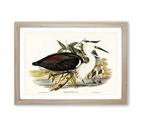 Big Box Art Pacific Herons by Elizabeth Gould Framed Wall Art Picture Print Ready to Hang, Oak A2 (62 x 45 cm)
