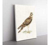 Big Box Art Pale Harrier by Von Wright Canvas Wall Art Print Ready to Hang Picture, 76 x 50 cm (30 x 20 Inch), White, Brown, Green, Brown