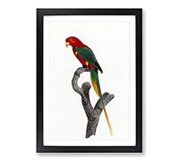 Big Box Art Papuan Lorikeet by F. Levaillant Framed Wall Art Picture Print Ready to Hang, Black A2 (62 x 45 cm)