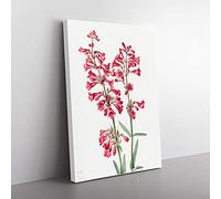 Big Box Art Parry's Penstemon by Mary Vaux Walcott Canvas Wall Art Print Ready to Hang Picture, 76 x 50 cm (30 x 20 Inch), White, Cream, Purple