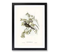 Big Box Art Peaceful Ground Doves by Elizabeth Gould Framed Wall Art Picture Print Ready to Hang, Black A2 (62 x 45 cm)