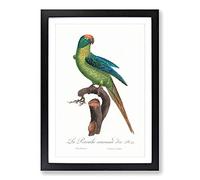 Big Box Art Peach-Fronted Parakeet by F. Levaillant Framed Wall Art Picture Print Ready to Hang, Black A2 (62 x 45 cm)