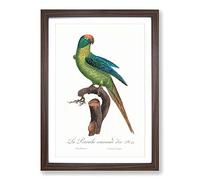 Big Box Art Peach-Fronted Parakeet by F. Levaillant Framed Wall Art Picture Print Ready to Hang, Walnut A2 (62 x 45 cm)