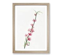 Big Box Art Peach Tree Blossoms by Giorgio Gallesio Framed Wall Art Picture Print Ready to Hang, Oak A2 (62 x 45 cm)
