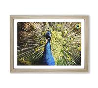 Big Box Art Peacock Vol.2 Painting Framed Wall Art Picture Print Ready to Hang, Oak A2 (62 x 45 cm)