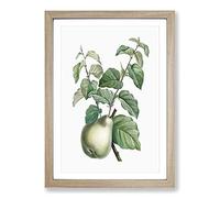 Big Box Art Pear Fruit by Pierre-Joseph Redoute Framed Wall Art Picture Print Ready to Hang, Oak A2 (62 x 45 cm)
