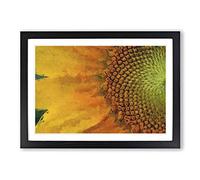 Big Box Art Petals of The Yellow Sunflower Framed Wall Art Picture Print Ready to Hang, Black A2 (62 x 45 cm)