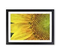 Big Box Art Petals of The Yellow Sunflower Painting Framed Wall Art Picture Print Ready to Hang, Black A2 (62 x 45 cm)