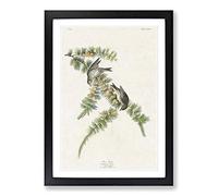 Big Box Art Pine Finches by John James Audubon Framed Wall Art Picture Print Ready to Hang, Black A2 (62 x 45 cm)