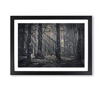 Big Box Art Pine Tree Forest in Abstract Framed Wall Art Picture Print Ready to Hang, Black A2 (62 x 45 cm)