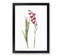 Big Box Art Pink Gladiolus Flowers by Pierre-Joseph Redoute Framed Wall Art Picture Print Ready to Hang, Black A2 (62 x 45 cm)