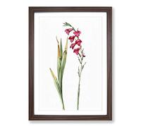 Big Box Art Pink Gladiolus Flowers by Pierre-Joseph Redoute Framed Wall Art Picture Print Ready to Hang, Walnut A2 (62 x 45 cm)