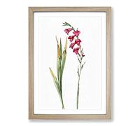 Big Box Art Pink Gladiolus Flowers by Pierre-Joseph Redoute Framed Wall Art Picture Print Ready to Hang, Oak A2 (62 x 45 cm)