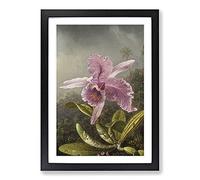 Big Box Art Pink Orchids by Martin Johnson Heade Framed Wall Art Picture Print Ready to Hang, Black A2 (62 x 45 cm)