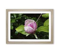 Big Box Art Pink Purple Flower Lotus (2) Framed Wall Art Picture Print Ready to Hang, Oak A2 (62 x 45 cm)