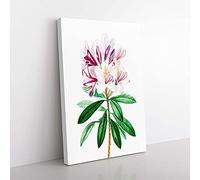 Big Box Art Pink Rhododendron Flowers by Pierre-Joseph Redoute Canvas Wall Art Print Ready to Hang Picture, 76 x 50 cm (30 x 20 Inch), White, Green, Purple